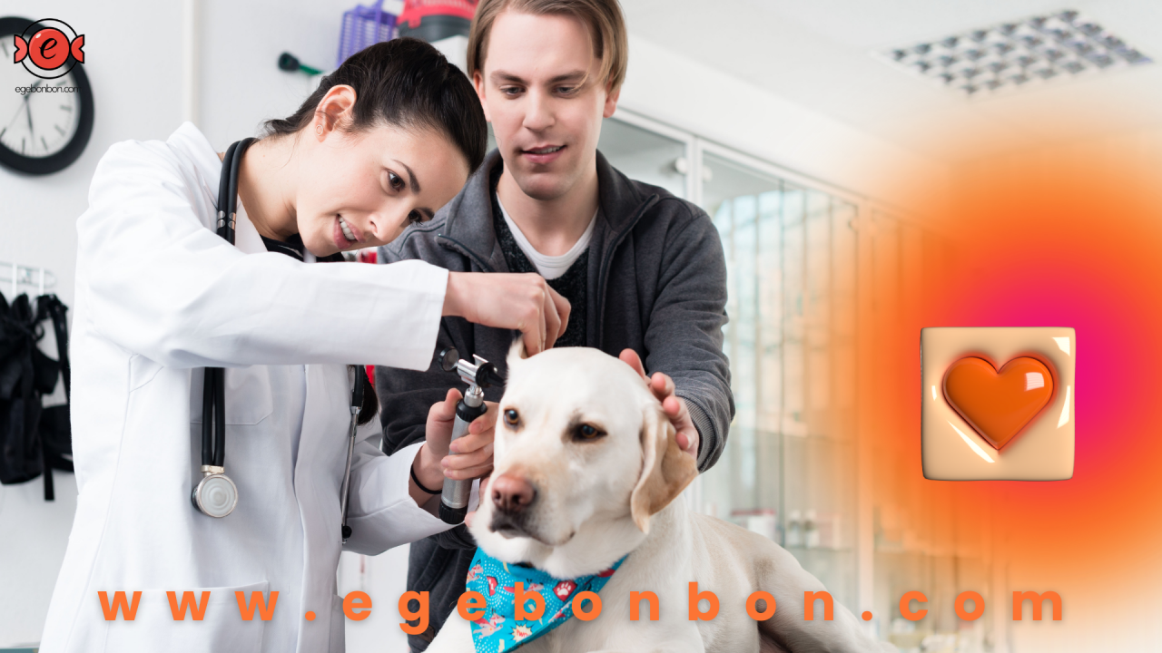 Pet Shopl'lar ve Veterinerlikler İçin İkramlık Şeker